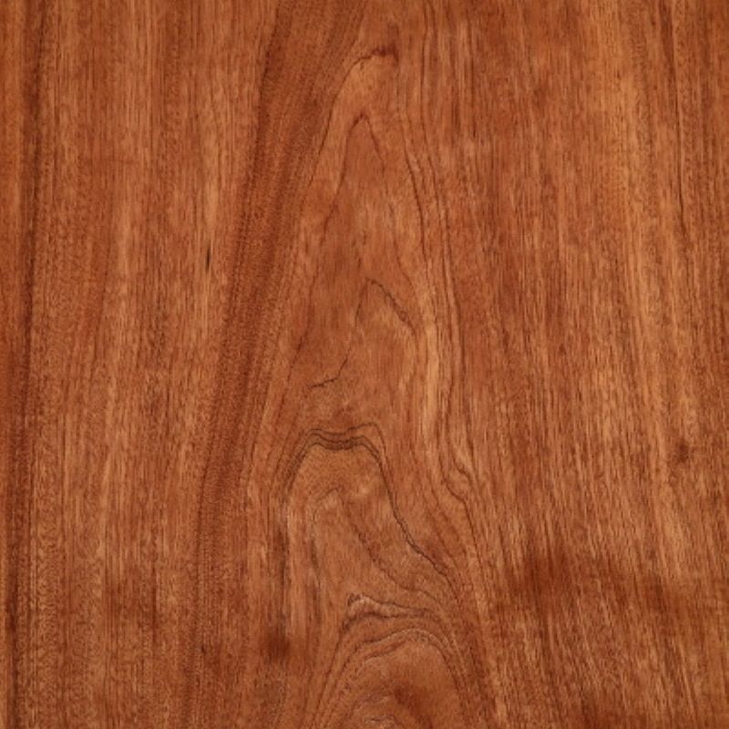 African Acacia Tree Etimoe