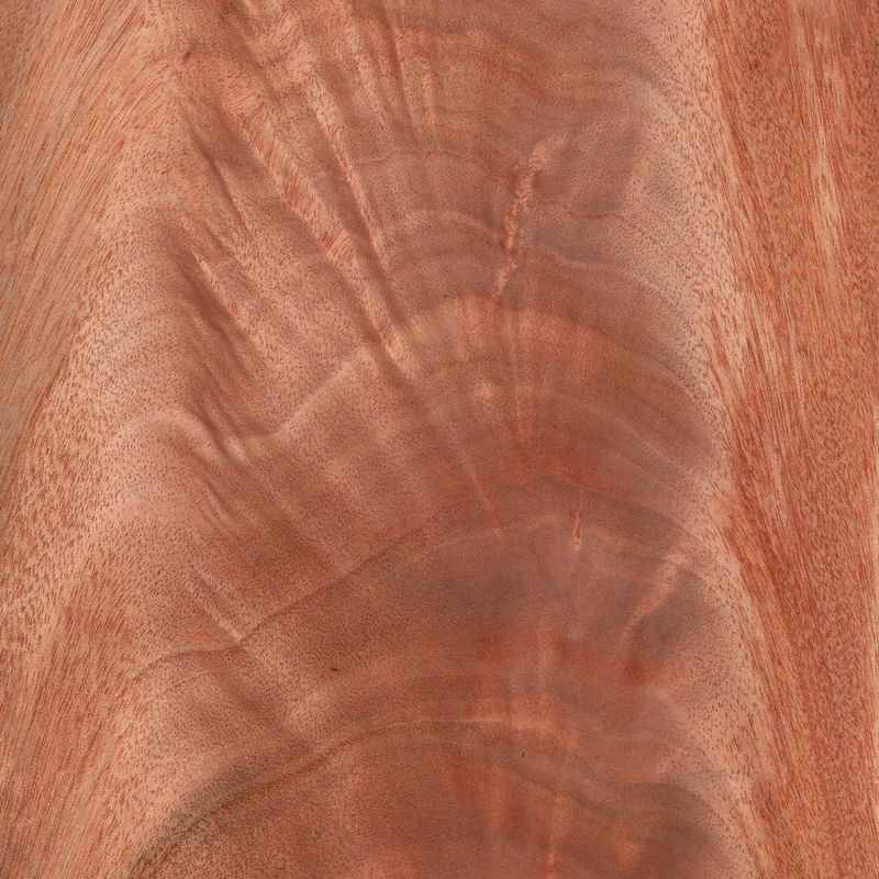 Okoume Crotch, a branch of the Okoume tree