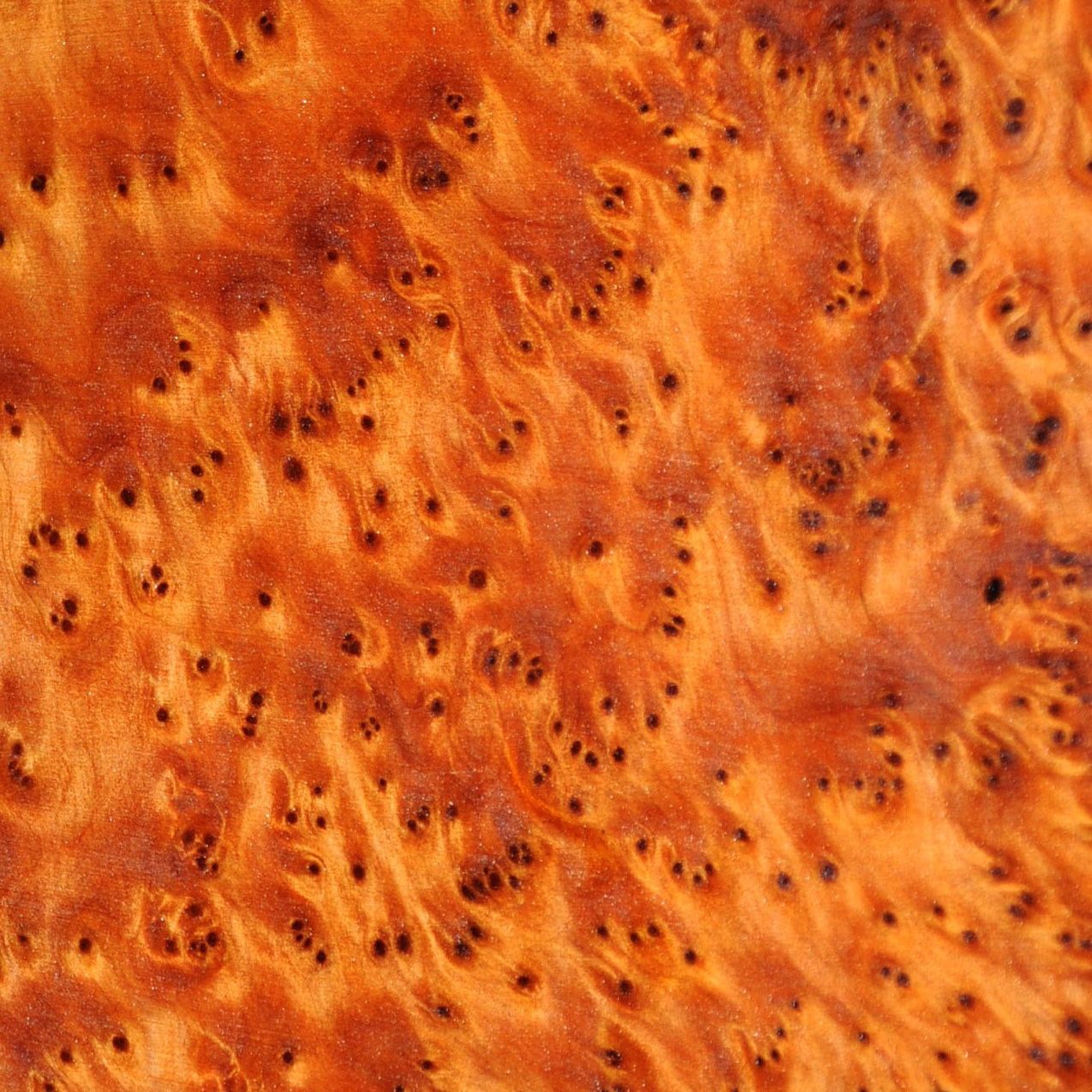 Thuya Burl's Golden Bell Cypress Tumor