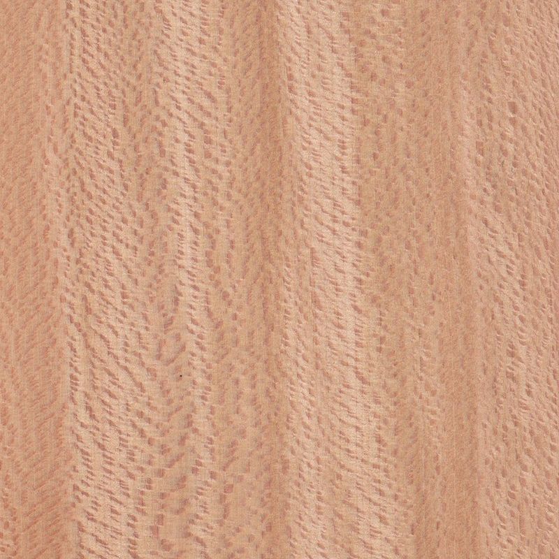 Plan Tree/European Lacewood, Nice, France