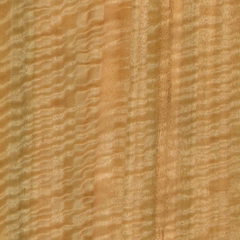 Eucalyptus Fiddleback Figure