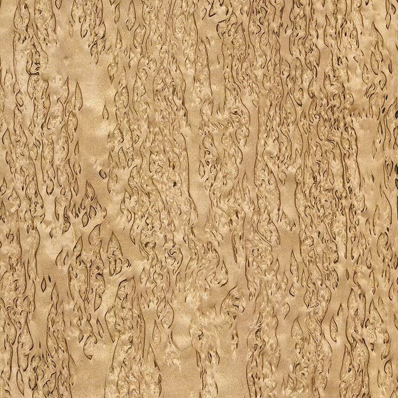 Birch tree lump Birch Burl