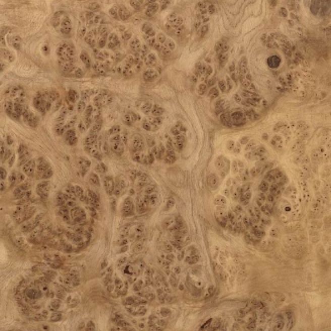 European Oak Burl