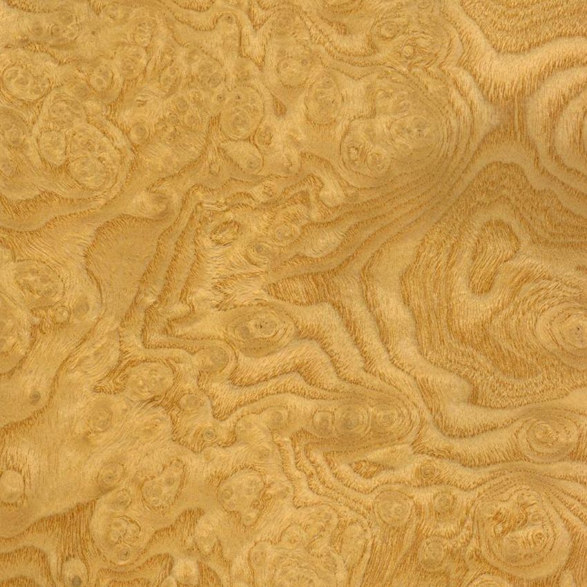 Ash Burl's White Tree Tumor