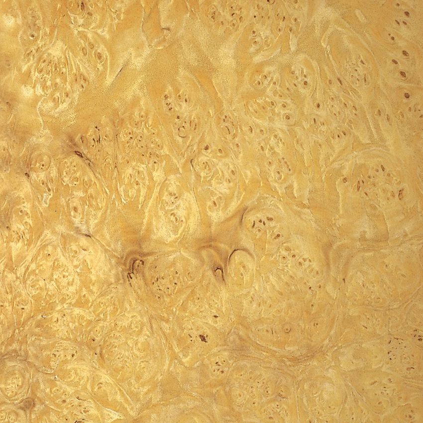 麦头树瘤 Myrtle Burl