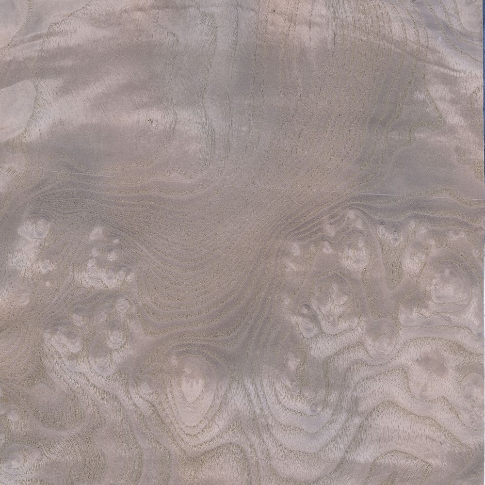 白栓树榴 OSR-032