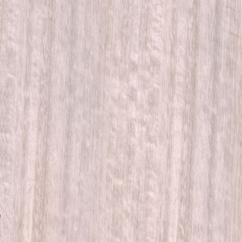 Dyeing eucalyptus OSR-018